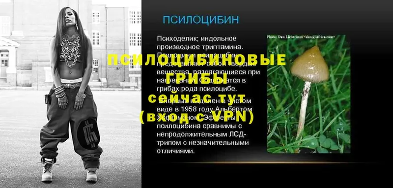 магазин продажи   Камбарка  Галлюциногенные грибы Psilocybe 